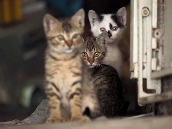 Μια πόλη που αγαπά τις γάτες- Προσέλαβαν υπάλληλο να τις φροντίζει και να τις χαϊδεύει