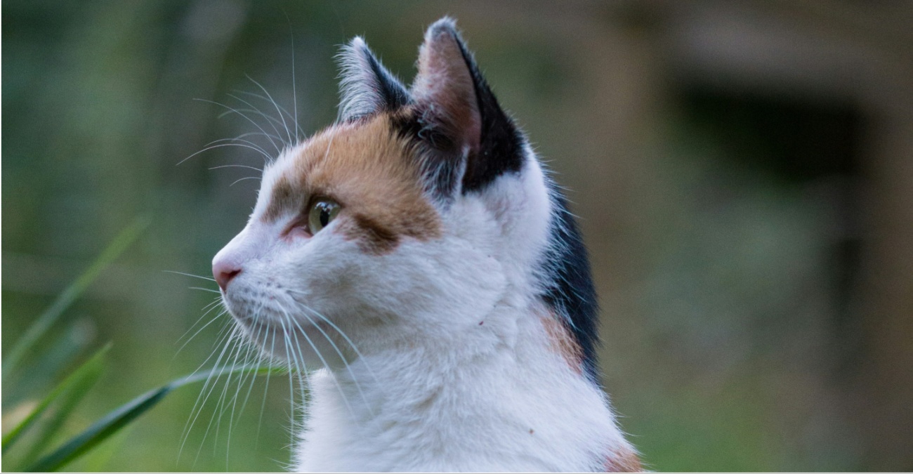Βάζει φρένο στις αδέσποτες γάτες με μαζικό πρόγραμμα στειρώσεων η Λεμεσός – Στην «μάχη» εθελοντές και κτηνίατροι