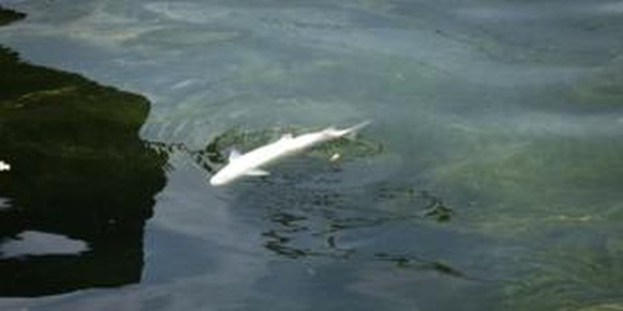 Καύσωνας στην Ελβετία – Νεκρά ανασύρονται ψάρια από τον Ρήνο