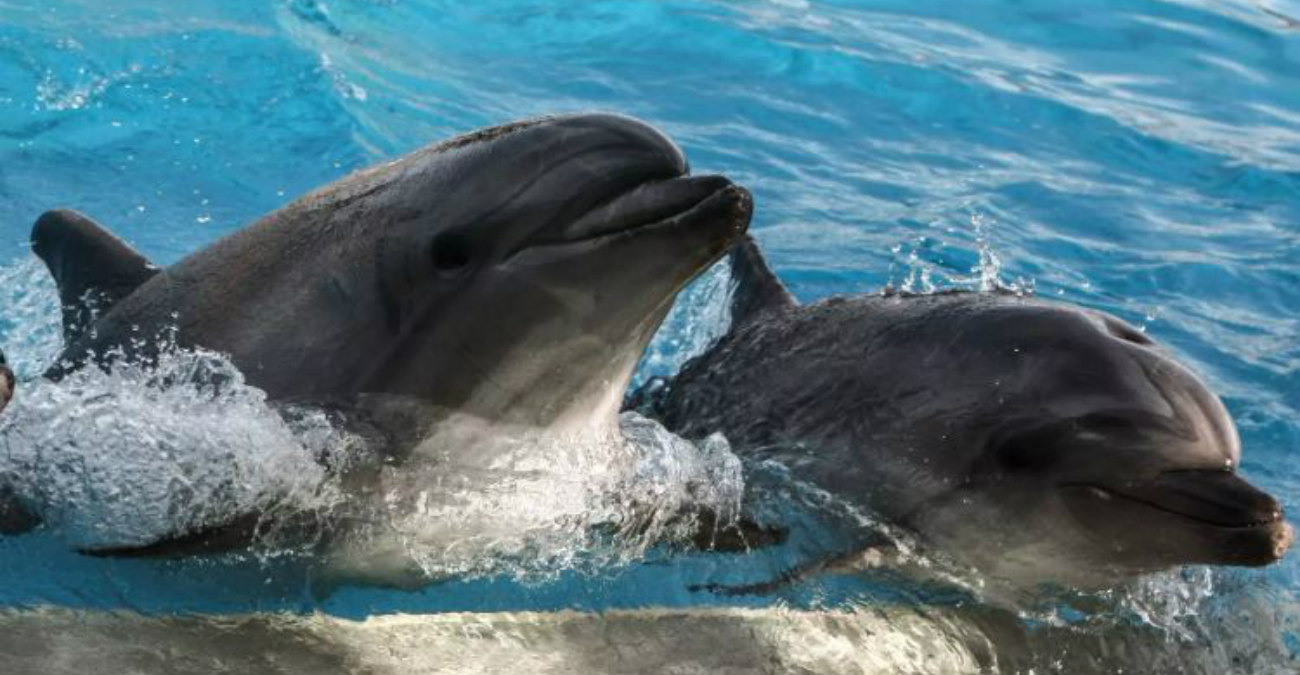 Έριξαν «πικάντικα» δίχτυα για να κρατούν μακριά τα δελφίνια αλλά τους φάνηκαν νόστιμα - Δείτε βίντεο
