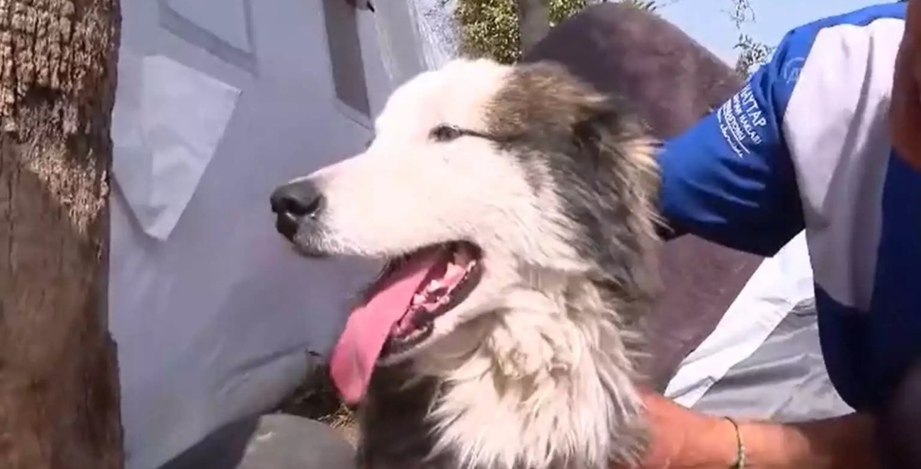 Σκύλος στην Τουρκία βγήκε ζωντανός από τα συντρίμμια μετά από 23 μέρες