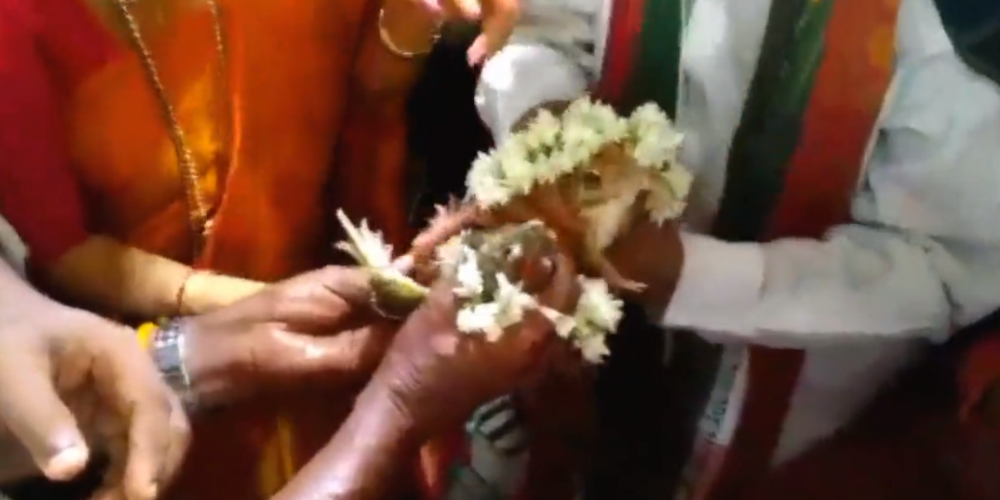 O πιο περίεργος γάμος - Πάντρεψαν δυο βάτραχους για να βρέξει – VIDEO