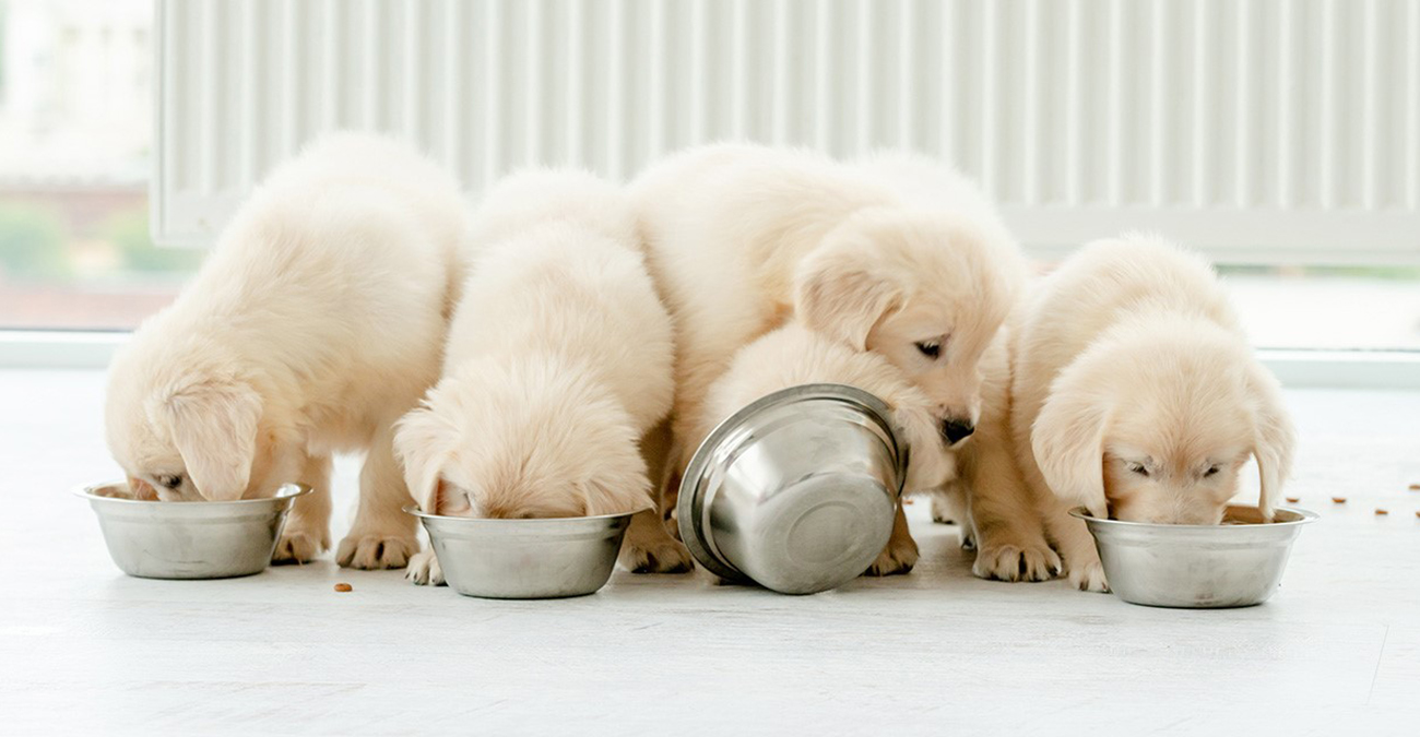 Σοκαριστικό: Πέταξαν δέκα νεογέννητα κουταβάκια σε χωράφι – Εθελοντές ζητούν βοήθεια με το τάισμά τους – Δείτε φωτογραφία