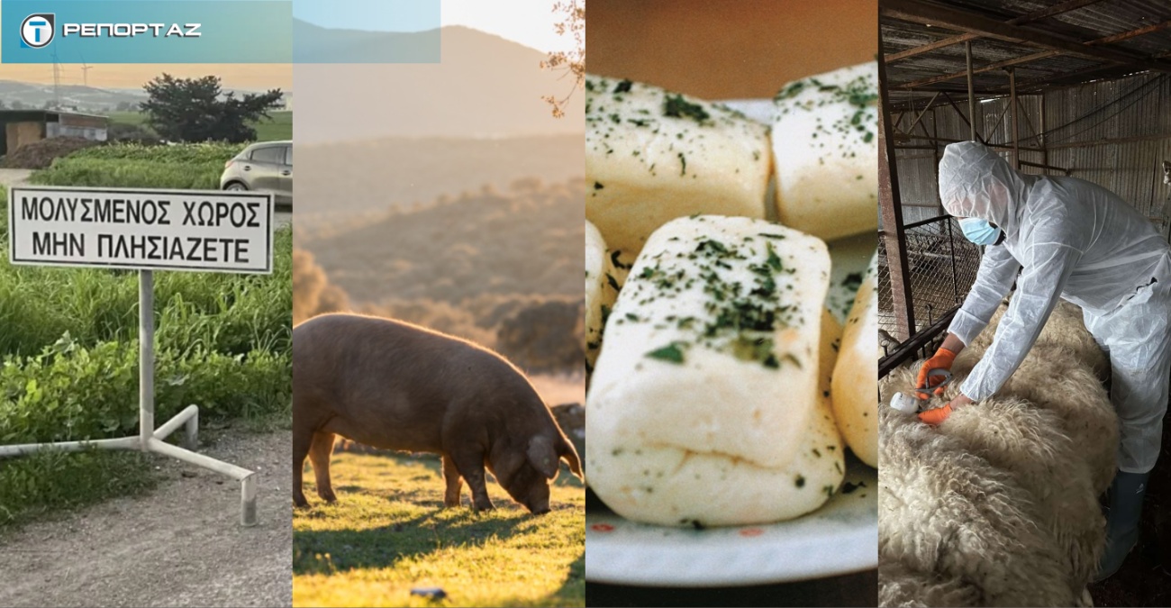 Χαλούμι ώρα μηδέν: Ο αφθώδης πυρετός και η ευρωπαϊκή κρίση «αδειάζουν» τις κυπριακές κτηνοτροφικές μονάδες  – Τι λένε οι προβλέψεις και τα στοιχεία 