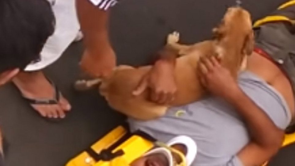 Συγκινητική στιγμή - Σκύλος έκλαιγε μετά τον τραυματισμό του αφεντικού του - VIDEO 