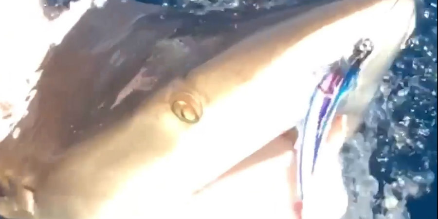 'Το μεγάλο ψάρι τρώει το μικρότερο' - Εντυπωσιακό VIDEO