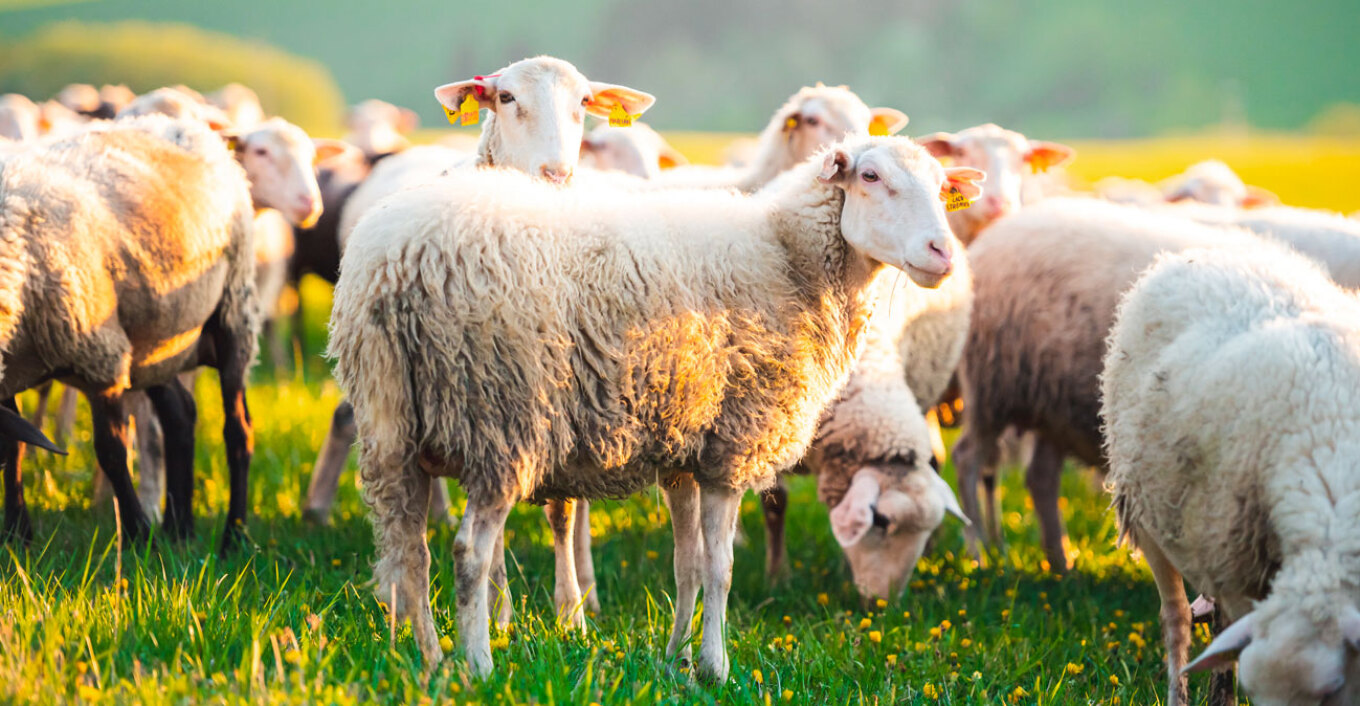 Ρουμανία: Γιατί απαγορεύτηκε στους κτηνοτρόφους να αφήνουν πρόβατα και κατσίκια στα βοσκοτόπια 