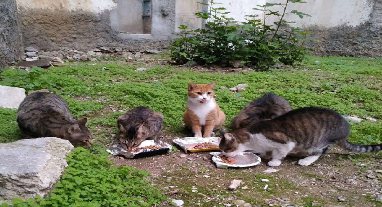 Γέμισε η Κύπρος αδέσποτες γάτες – Σε εξέλιξη διαδικασία καταγραφής των περιοχών με το μεγαλύτερο πρόβλημα – Πόσοι γάτοι στειρώθηκαν από το 2017