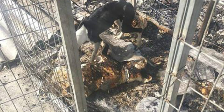 ΛΑΡΝΑΚΑ: Η ιδιοκτήτρια του σκύλου που κάηκε ζωντανό μιλά για εγκληματική ενέργεια – Δηλώσεις στο ThemaOnline