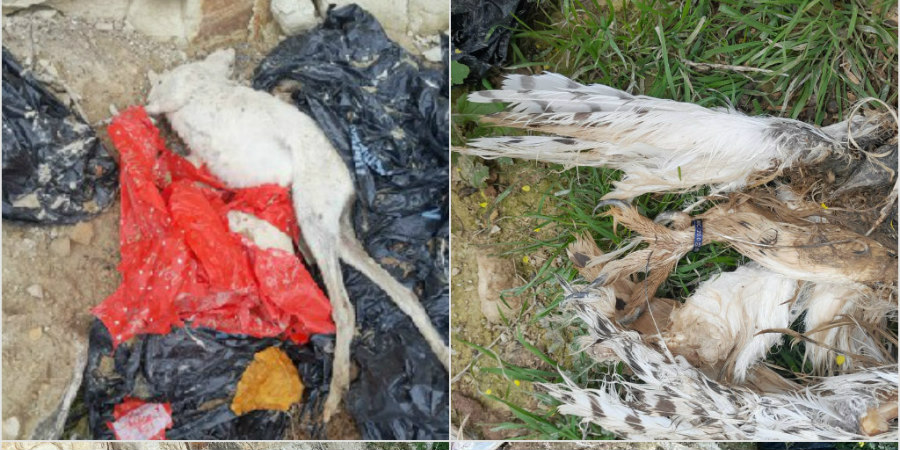 Αποτροπιασμός για τα νεκρά ζώα που βρέθηκαν πεταμένα σε σακούλες - Εικόνες ντροπής - Δείτε φωτογραφίες