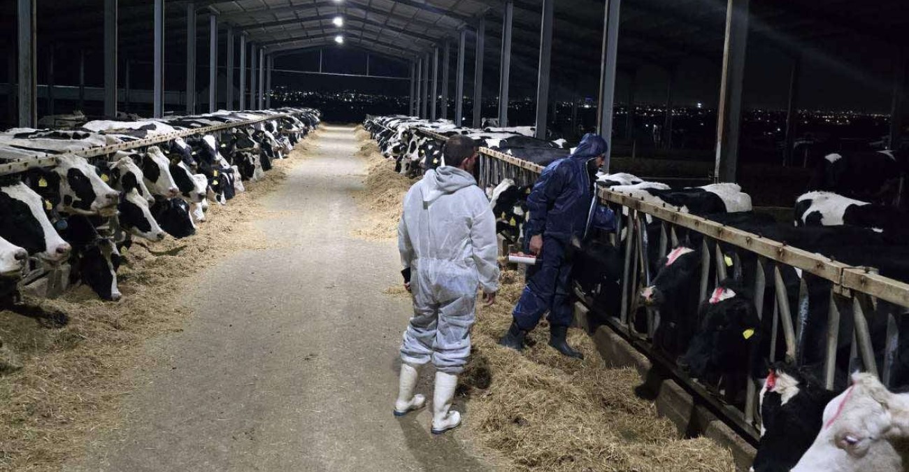 Αφθώδης πυρετός: Μηδέν νέα κρούσματα - Συνεχίζονται χωρίς παρεμπόδιση οι θανατώσεις-δειγματοληψίες λένε οι Κτηνιατρικές Υπηρεσίες