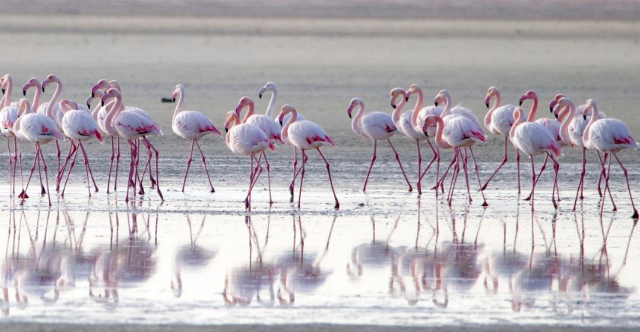 Πανέμορφες εικόνες από την Αλυκή Λάρνακας: Έκαναν την εμφάνιση τους τα πρώτα φλαμίγκο