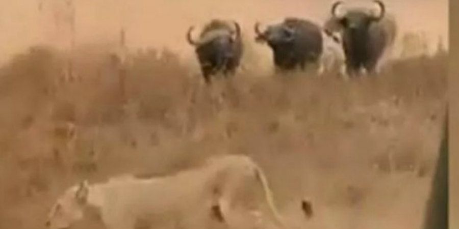 Το είδαμε και αυτό - Δεκάδες βουβάλια πήραν στο κυνήγι τα λιοντάρια - VIDEO