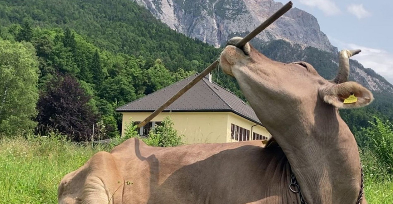 «Είναι πιο έξυπνες από όσο νομίζαμε»: Αγελάδα χρησιμοποιεί σκούπα για να... ξύσει την πλάτη της - Δείτε βίντεο