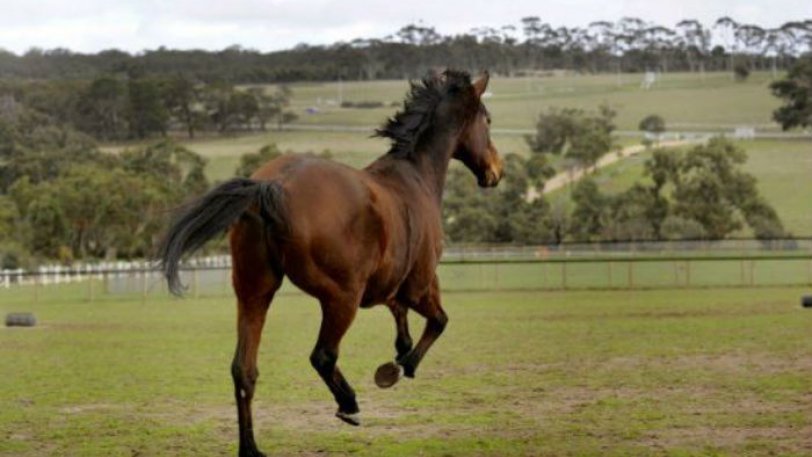 ΚΥΠΡΟΣ: «Άλογο συμμετείχε σε θεατρική παράσταση» - 'Φωνάζει' το Κόμμα για τα ζώα 
