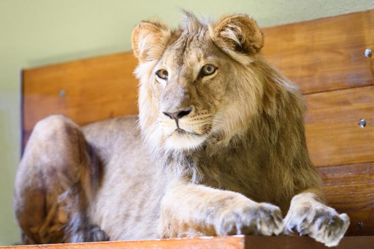 Τέσσερα λιοντάρια στον ζωολογικό κήπο της Βαρκελώνης βρέθηκαν θετικά στον Covid-19