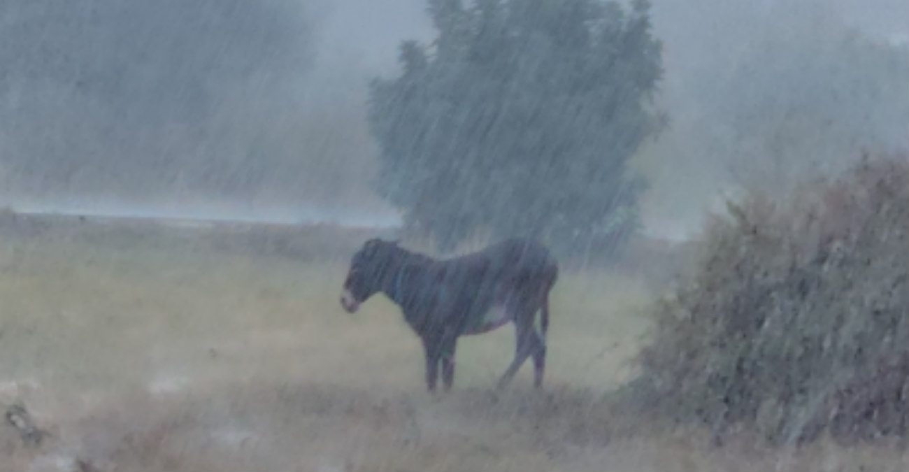 Κακοκαιρία BYRON: Δείτε το βίντεο με το εγκαταλελειμμένο γαϊδουράκι στην καταρρακτώδη βροχή που εξόργισε το διαδίκτυο