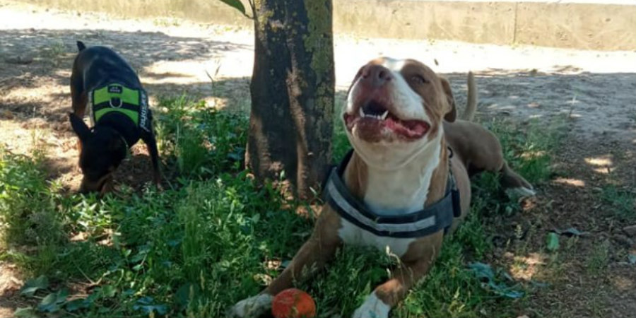 Σάλος με τον θάνατο σκύλου από αστυνομικό στην Ελλάδα – Το ξέσπασμα της ιδιοκτήτριας και η εκδοχή της ΕΛ.ΑΣ