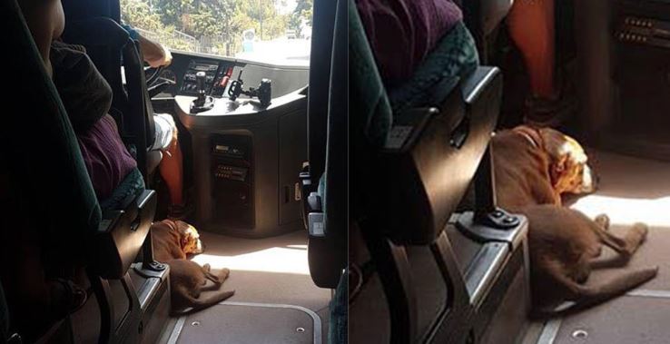 Οδηγός λεωφορείου παίρνει μαζί του αδέσποτο σκύλο για να μην υποφέρει από τον καύσωνα - ΦΩΤΟΓΡΑΦΙΑ
