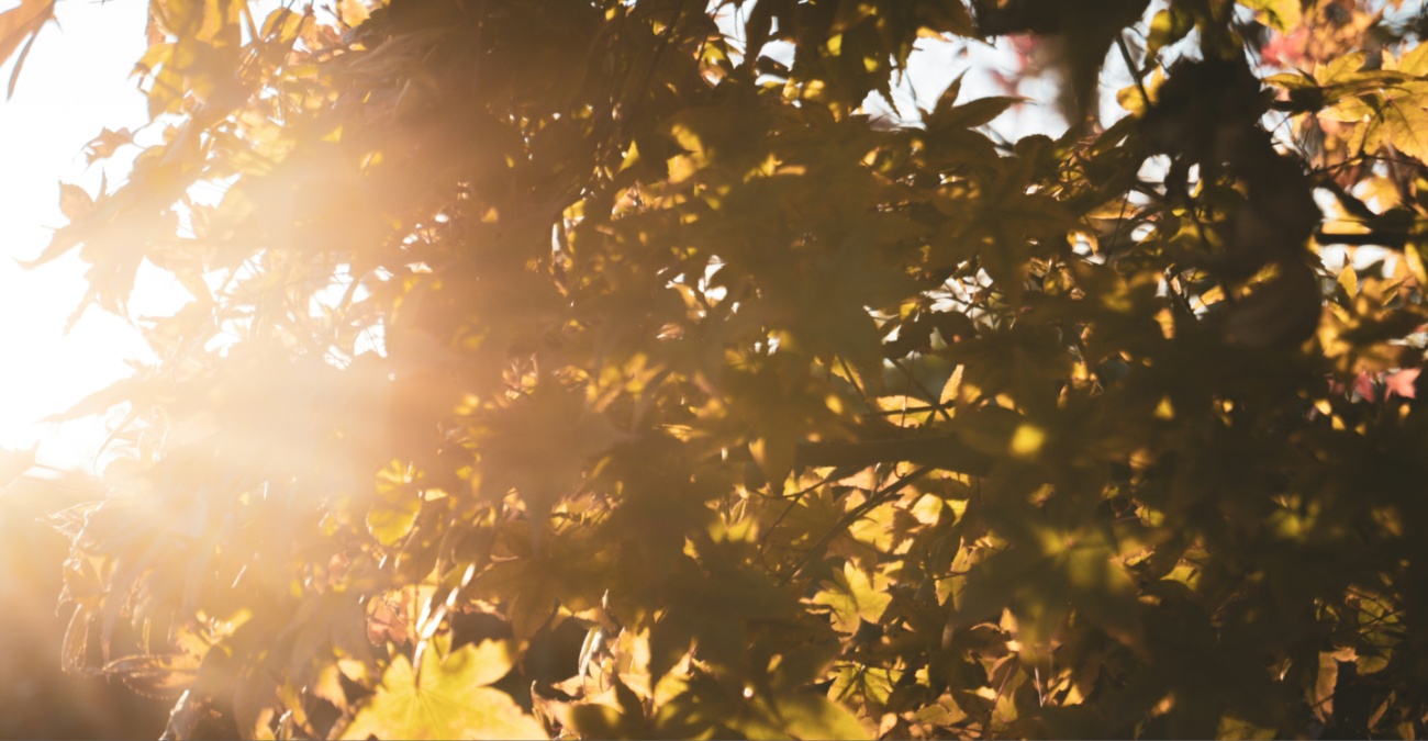 Καιρός για βόλτες: Ανοιξιάτικο σκηνικό το Σαββατοκύριακο – Στα ύψη η θερμοκρασία