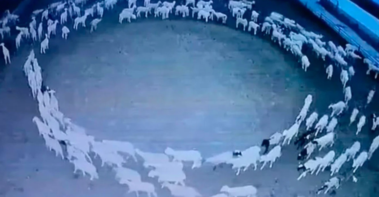 Κίνα: Λύθηκε το μυστήριο με τα πρόβατα που έκαναν κύκλους για 12 συνεχόμενες ημέρες