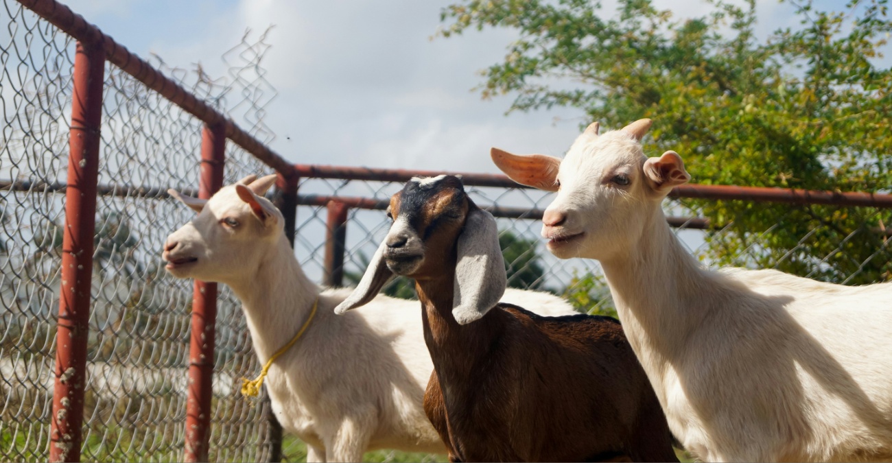 Η ανακοίνωση που δεν περιμέναμε: Γιατί οι ιδιοκτήτες αγαπημένου αγροκτήματος μας λένε προσωρινά «αντίο»;