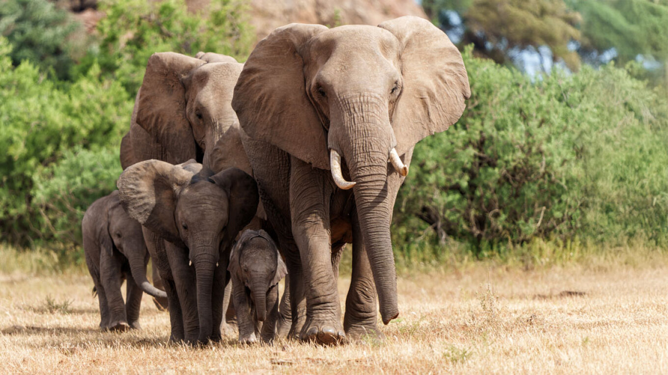 Ινδία: Επτά ελέφαντες σκοτώθηκαν κατά τη σύγκρουση επιβατικού τρένου με κοπάδι