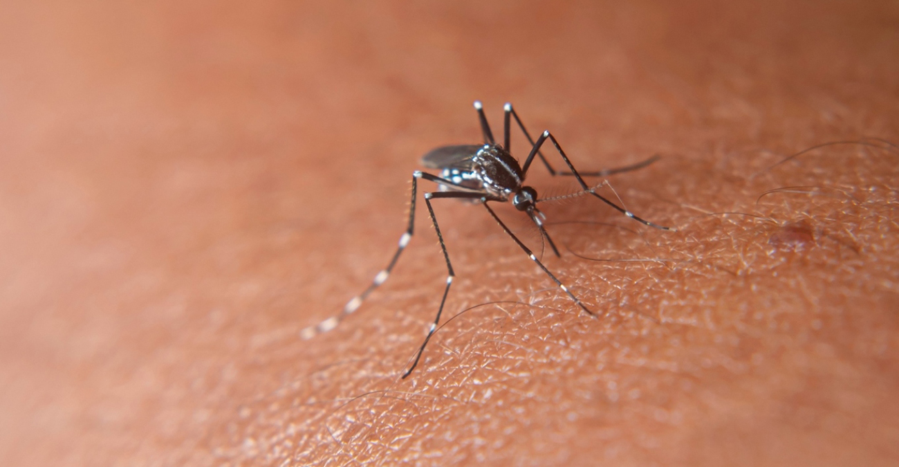 Κουνούπια: Με 6 βελόνες μας πίνουν το αίμα - Τι συμβαίνει στο σώμα μας