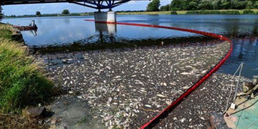Οικολογική καταστροφή στην Πολωνία:  Τους 100 τόνους φτάνουν τα νεκρά ψάρια στον ποταμό Όντερ