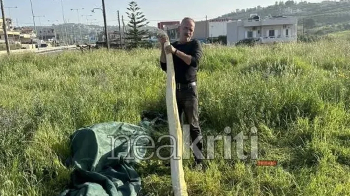 Ηράκλειο: Πήγαν στο χωράφι και βρήκαν πύθωνα 5 μέτρων - Viral οι εικόνες με το φίδι