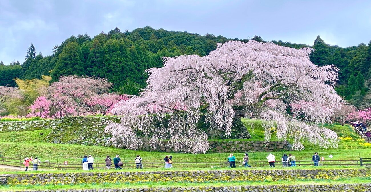 Ιαπωνία: «Μαγικό θέαμα» για τους τουρίστες οι κερασιές σε πλήρη ανθοφορία στο Τόκιο - Δείτε βίντεο
