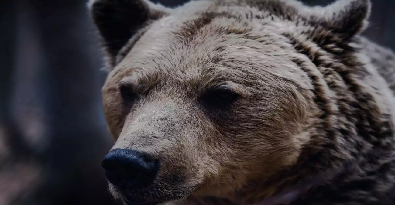 Άνδρας ή Αρκούδα: Η viral ερώτηση στα social media με την απρόσμενη απάντηση - Δείτε βίντεο