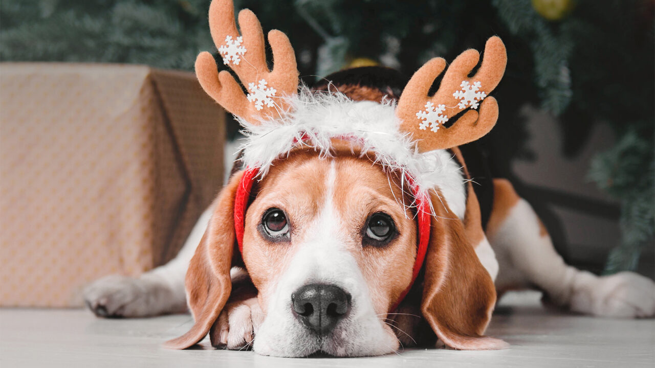 Γιορτές: Eίναι μέρες χαράς ή στρες για τον σκύλο; - Αυτή είναι η απάντηση 