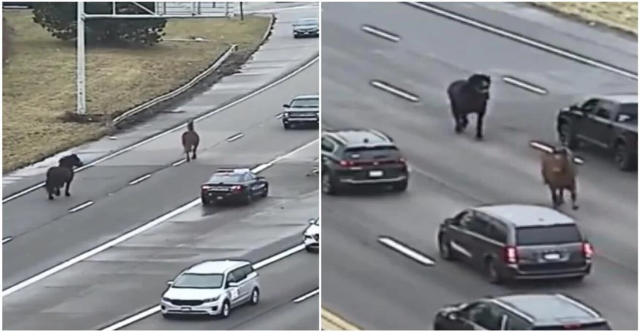 ΗΠΑ: Άλογα το έσκασαν από τον στάβλο και προκάλεσαν... κυκλοφοριακό κομφούζιο σε αυτοκινητόδρομο - Δείτε βίντεο