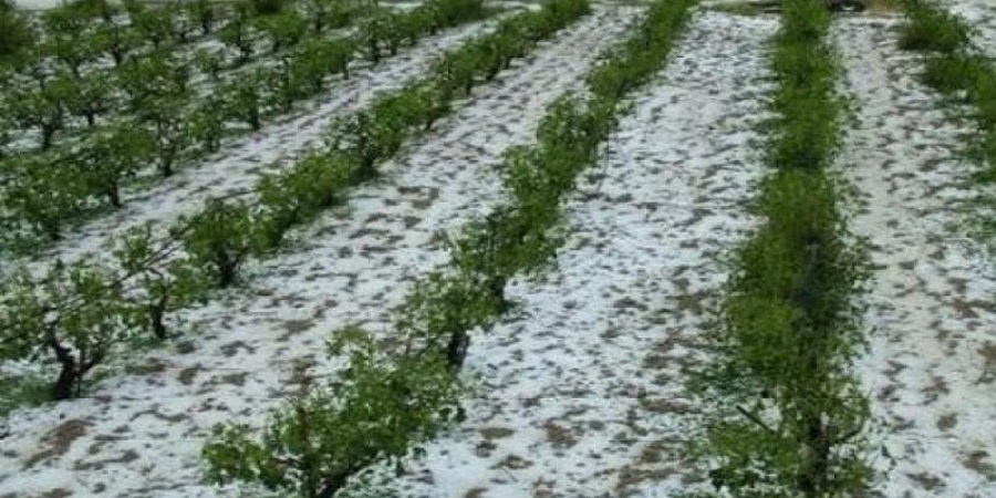 Kύπρος: Μετρούν τις καταστροφές τους οι γεωργοί μετά την χαλαζόπτωση τα ξημερώματα 