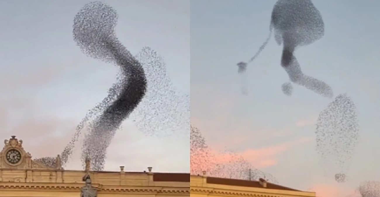 Το μυστήριο της φύσης: Ο συγχρονισμένος χορός των αποδημητικών πουλιών που σε υπνωτίζει -Βίντεο 