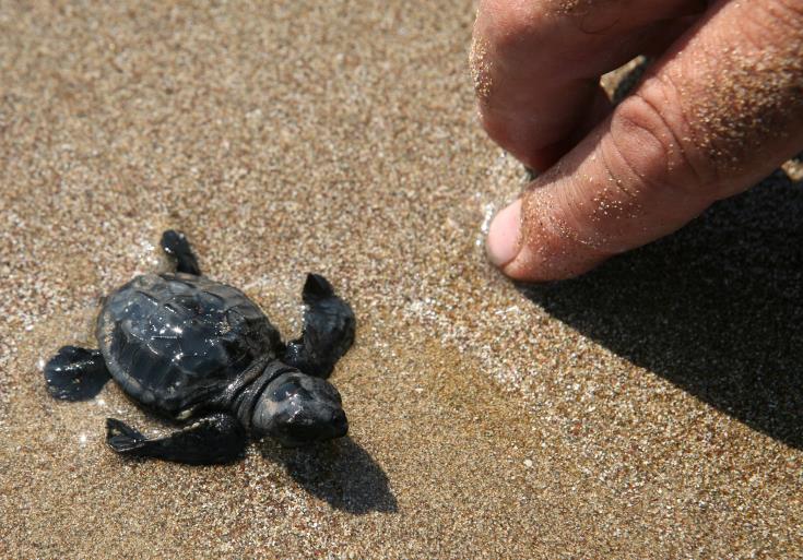 ΠΑΦΟΣ: Το πρόγραμμα προστασίας των χελώνων θα συνεχιστεί,, λέει το Κοινοτικό Συμβούλιο Αργάκας 