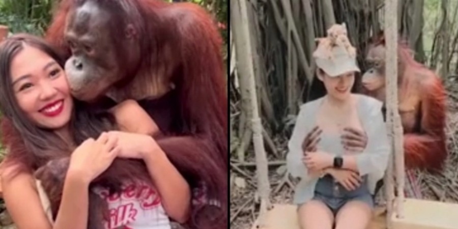 Σεσημασμένος ουρακοτάγκος ξαναθώπευσε χαμογελώντας γυναίκα σε ζωολογικό κήπο - Δείτε βίντεο 