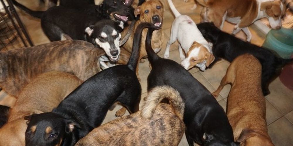 Φιλοξενεί 97 σκυλιά στο σπίτι της για να γλιτώσουν από τον κυκλώνα Ντόριαν - ΦΩΤΟΓΡΑΦΙΕΣ