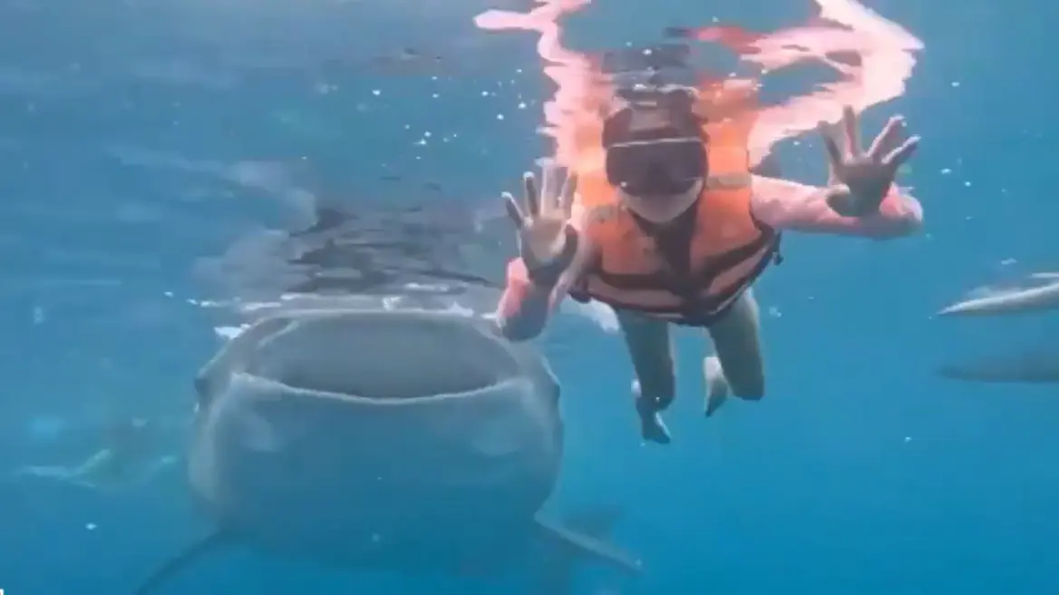 Κολυμβήτρια πόζαρε για υποβρύχια φωτογραφία και τις έκανε photobombing ένας... φαλαινοκαρχαρίας - Δείτε βίντεο