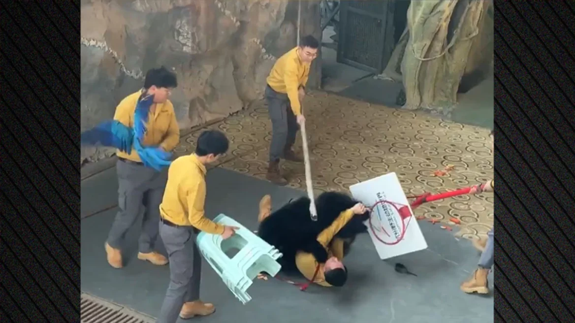 Αρκούδα επιτέθηκε στον εκπαιδευτή της κατά τη διάρκεια παράστασης σε ζωολογικό κήπο στην Κίνα - Δείτε βίντεο