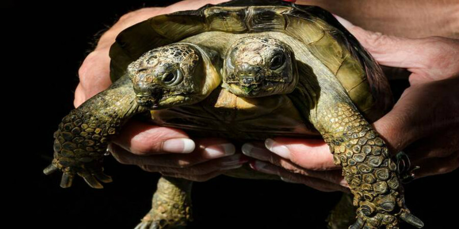 Ιανός: Η δικέφαλη χελώνα από την Ελλάδα έγινε 25 ετών