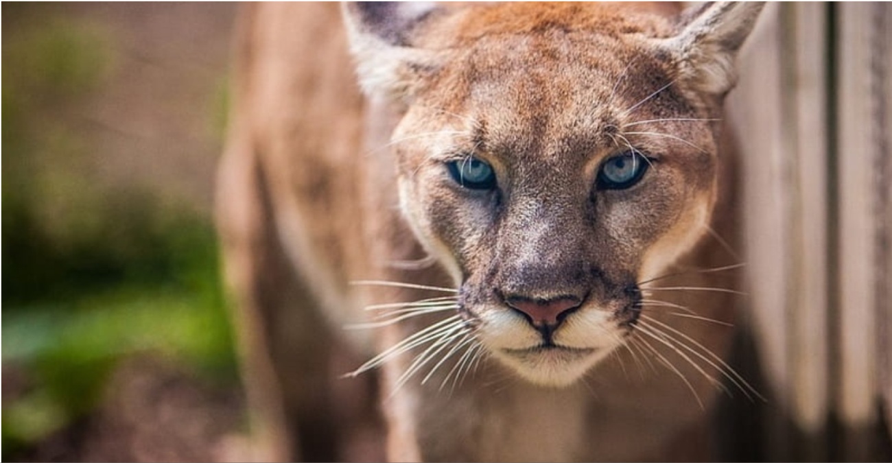 ΒΙΝΤΕΟ: Νεκρή γυναίκα έπειτα από επίθεση πούμα σε πάρκο στο Κολοράντο