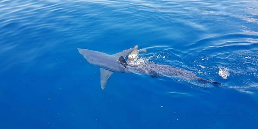 Εντοπίστηκε καρχαρίας στη Λάρνακα - Πλησίασε βάρκα με δύτες - ΒΙΝΤΕΟ 