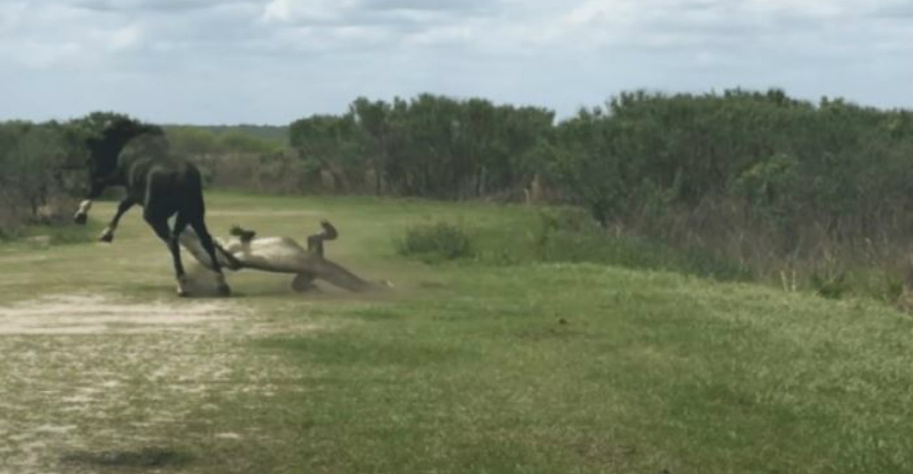 Η μάχη των γιγάντων: Η στιγμή που άλογο επιτίθεται σε αλιγάτορα - Δείτε βίντεο