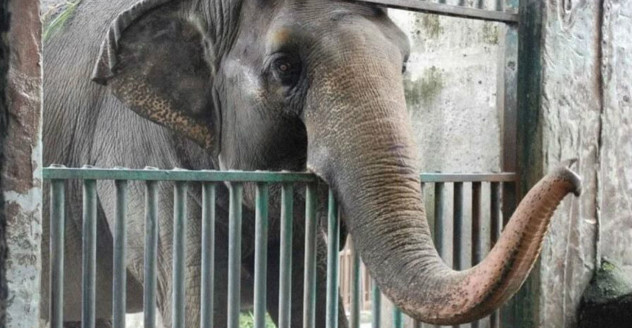 Πέθανε ο πιο μοναχικός και θλιμμένος ελέφαντας του κόσμου – Ζούσε μόνος εδώ και 33 χρόνια - Δείτε βίντεο