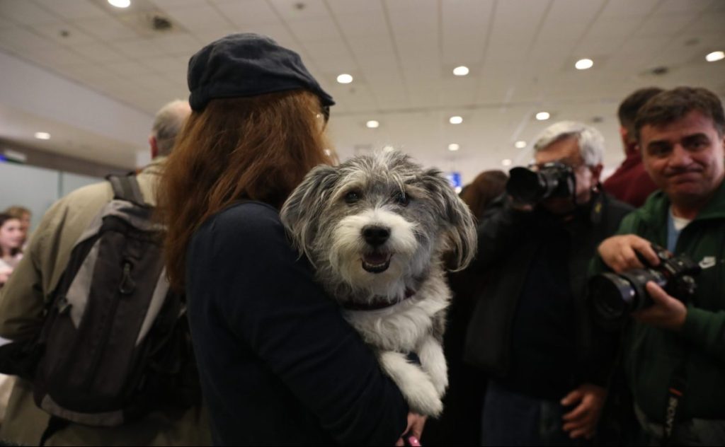 Πτήση επαναπατρισμού για κατοικίδια: Συγκίνηση για την ελληνική «αερογέφυρα σωτηρίας» - Δείτε βίντεο