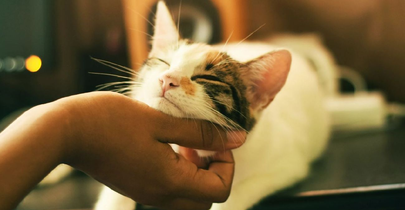«Πάρε γάτα»: Το ασυνήθιστο σημείωμα γιατρού στην ασθενή του - Η οδηγία και η σύσταση για εμβολιασμό