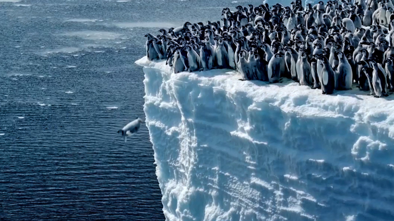 Πιγκουινάκια βουτούν από 15 μέτρα ύψος για το πρώτο τους μπάνιο στον Νότιο Ωκεανό - Δείτε εκπληκτικό βίντεο