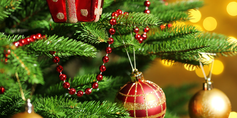 Πώληση χριστουγεννιάτικων δέντρων από Τμήμα Δασών - Ημερομηνίες και σημεία πώλησης